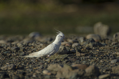 Nymphicus hollandicus