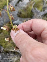 Eulophia bolusii
