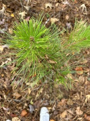 Pinus echinata