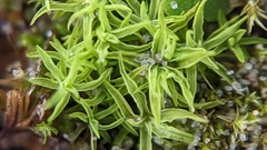 Tortella flavovirens