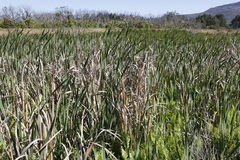Typha capensis