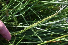 Triglochin maritima