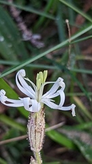Silene nutans