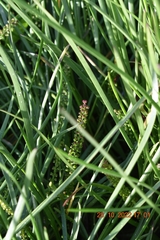 Triglochin maritima