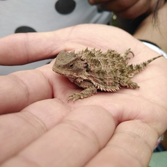 Phrynosoma orbiculare