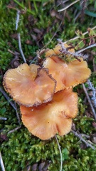 Hygrocybe acutoconica