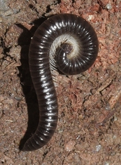 Ommatoiulus ilicis