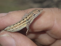 Psammodromus occidentalis