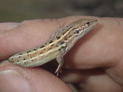 Psammodromus occidentalis