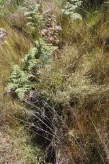 Pteridium aquilinum capense