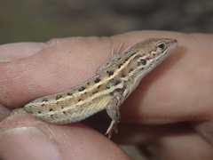 Psammodromus occidentalis