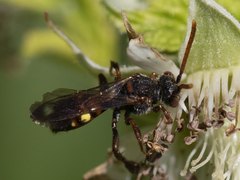 Nomada