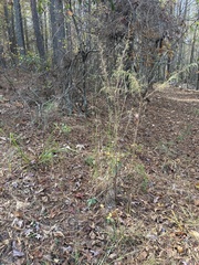 Eupatorium capillifolium