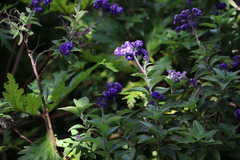 Heliotropium arborescens