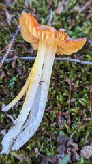 Hygrocybe acutoconica