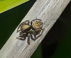 Phiale roburifoliata