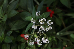 Heliotropium arborescens