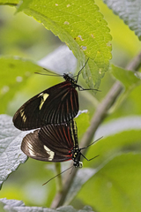 Heliconius doris