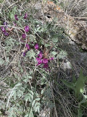 Astragalus newberryi