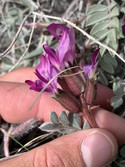 Astragalus newberryi