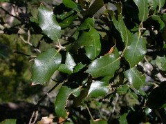 Quercus ilex