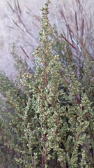 Artemisia campestris maritima