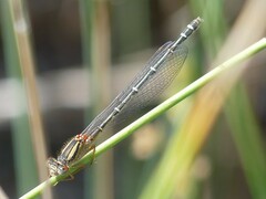 Xanthagrion erythroneurum