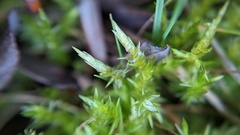 Calliergonella cuspidata