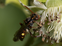 Nomada