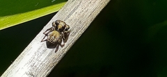 Phiale roburifoliata