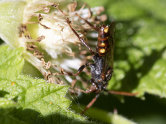 Nomada