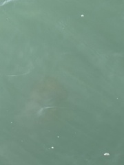 Chrysaora fuscescens