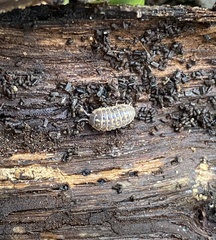 Armadillidium versicolor