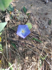 Ipomoea tricolor
