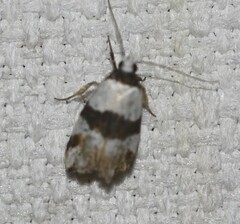 Zonopetala decisana