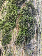 Lewinskya