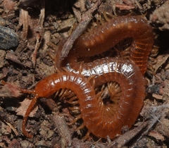 Geophilus carpophagus