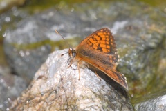 Melitaea celadussa