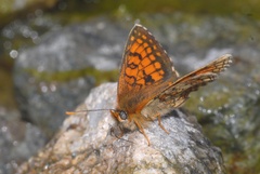 Melitaea celadussa
