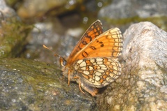 Melitaea celadussa