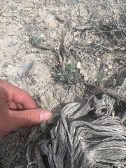 Chaenactis macrantha