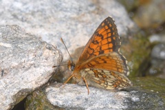 Melitaea celadussa