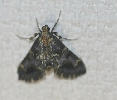 Arescoptera haplocala