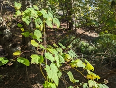 Physocarpus capitatus