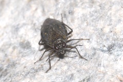Macrosaldula scotica