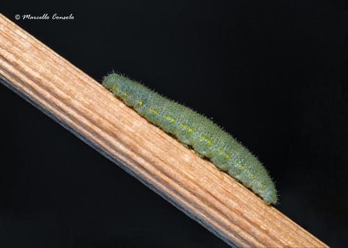 Southern Small White, photo 9 of 10