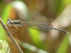 Austrolestes analis