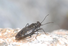 Macrosaldula scotica