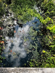 Hydrilla verticillata