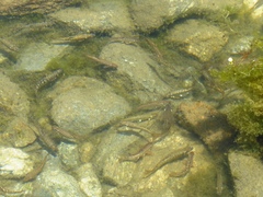 Phoxinus septimaniae